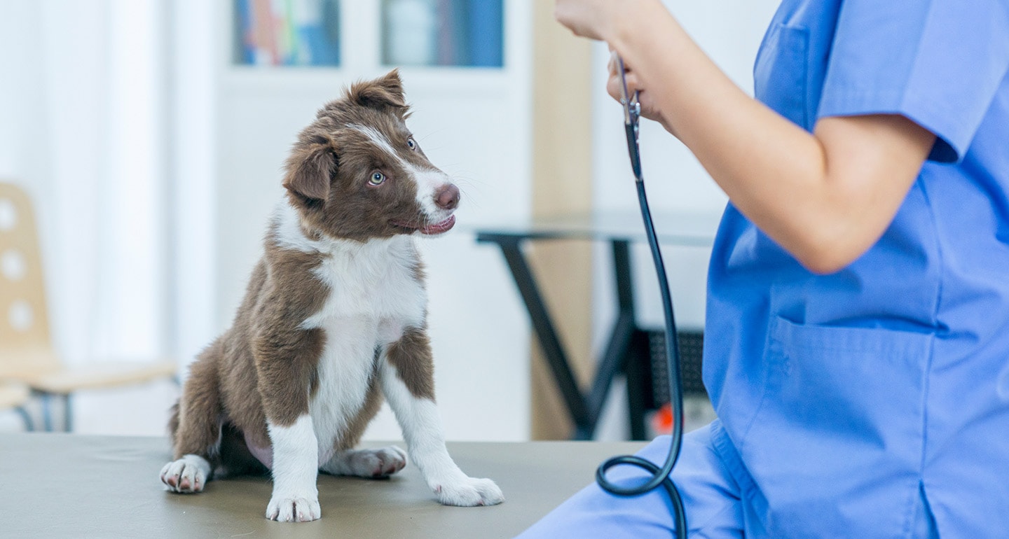 veteriner hekim tarafından muayene edilen köpek