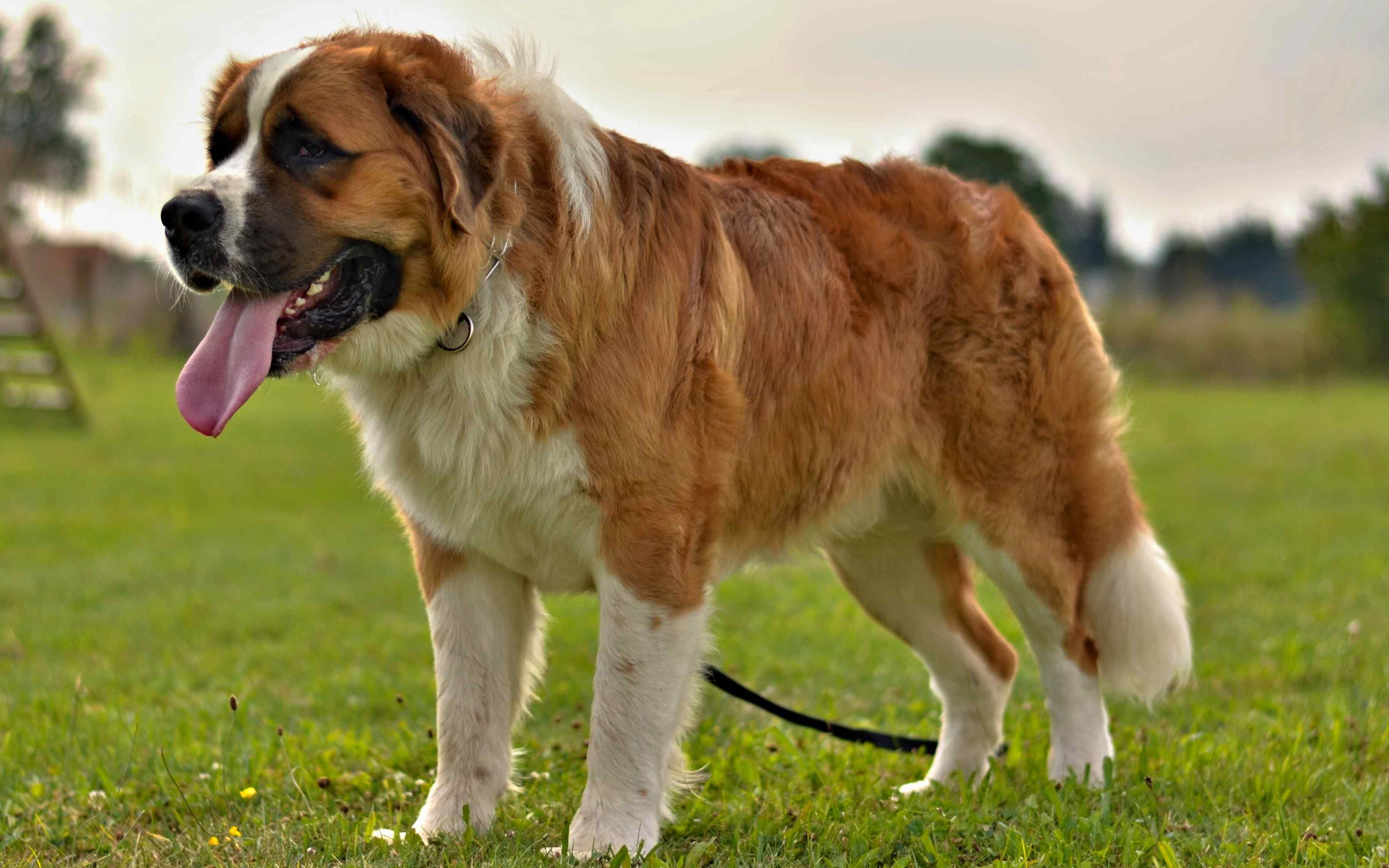 very large breed brown dog