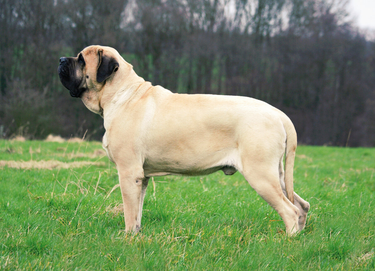 dev ırk kısa tüylü köpek