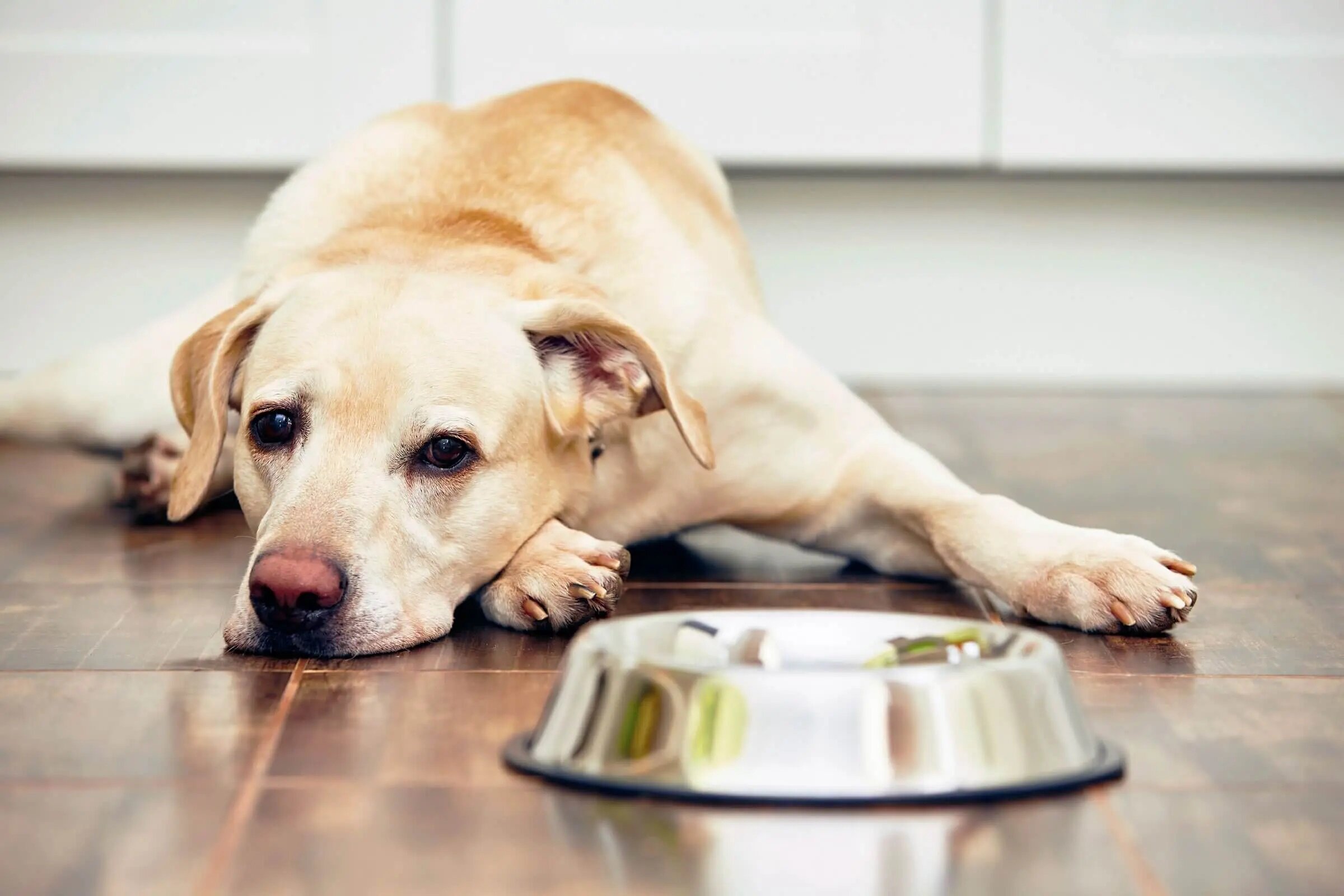 dog lying next to food plate