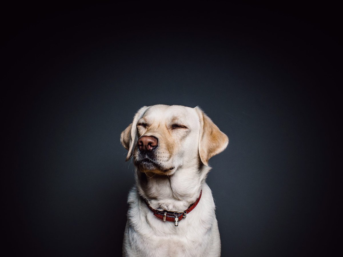 dog with eyes closed on dark background