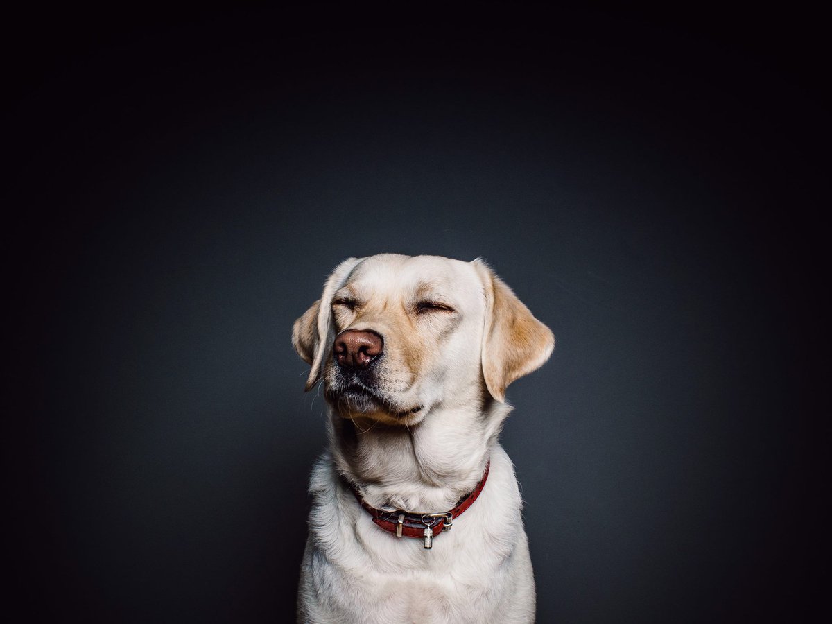 koyu renk zeminde gözleri kapalı köpek