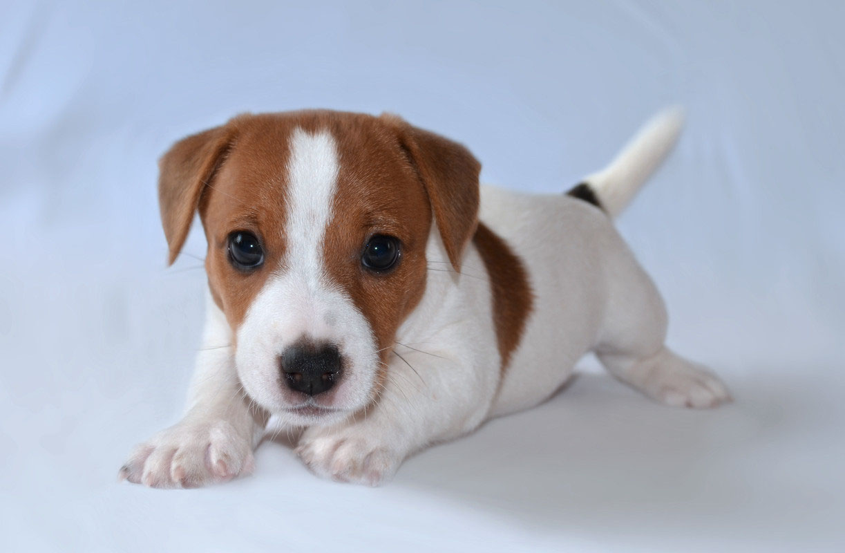 Jack Russell pup lying on a white floor