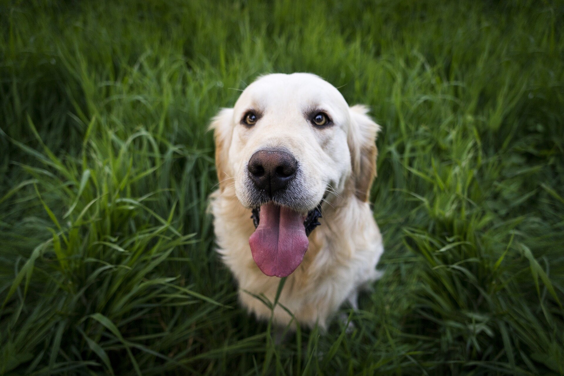 dili dışarıda Golden Retriever cinsi yetişkin köpek