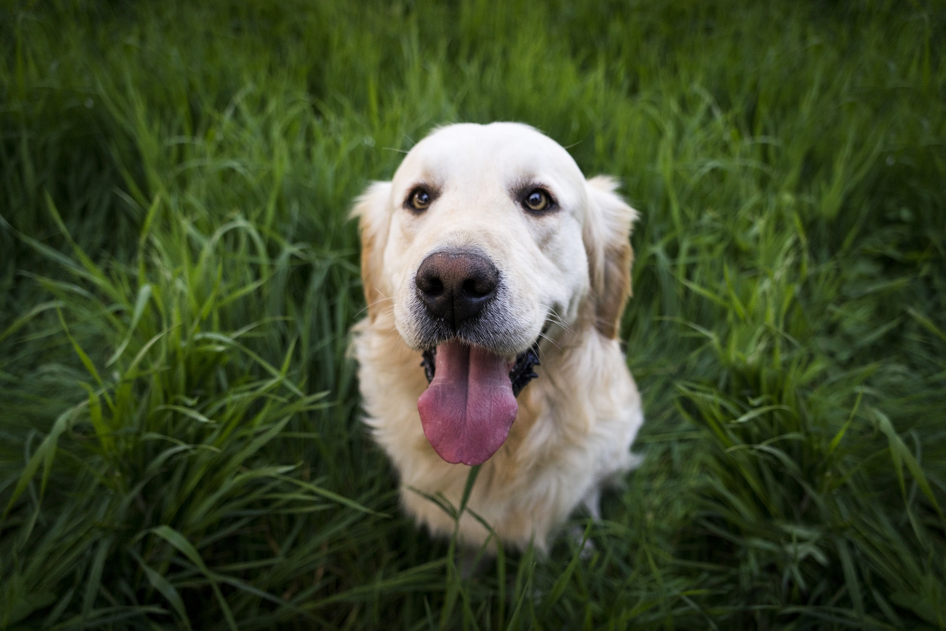 dili dışarıda Golden Retriever cinsi yetişkin köpek