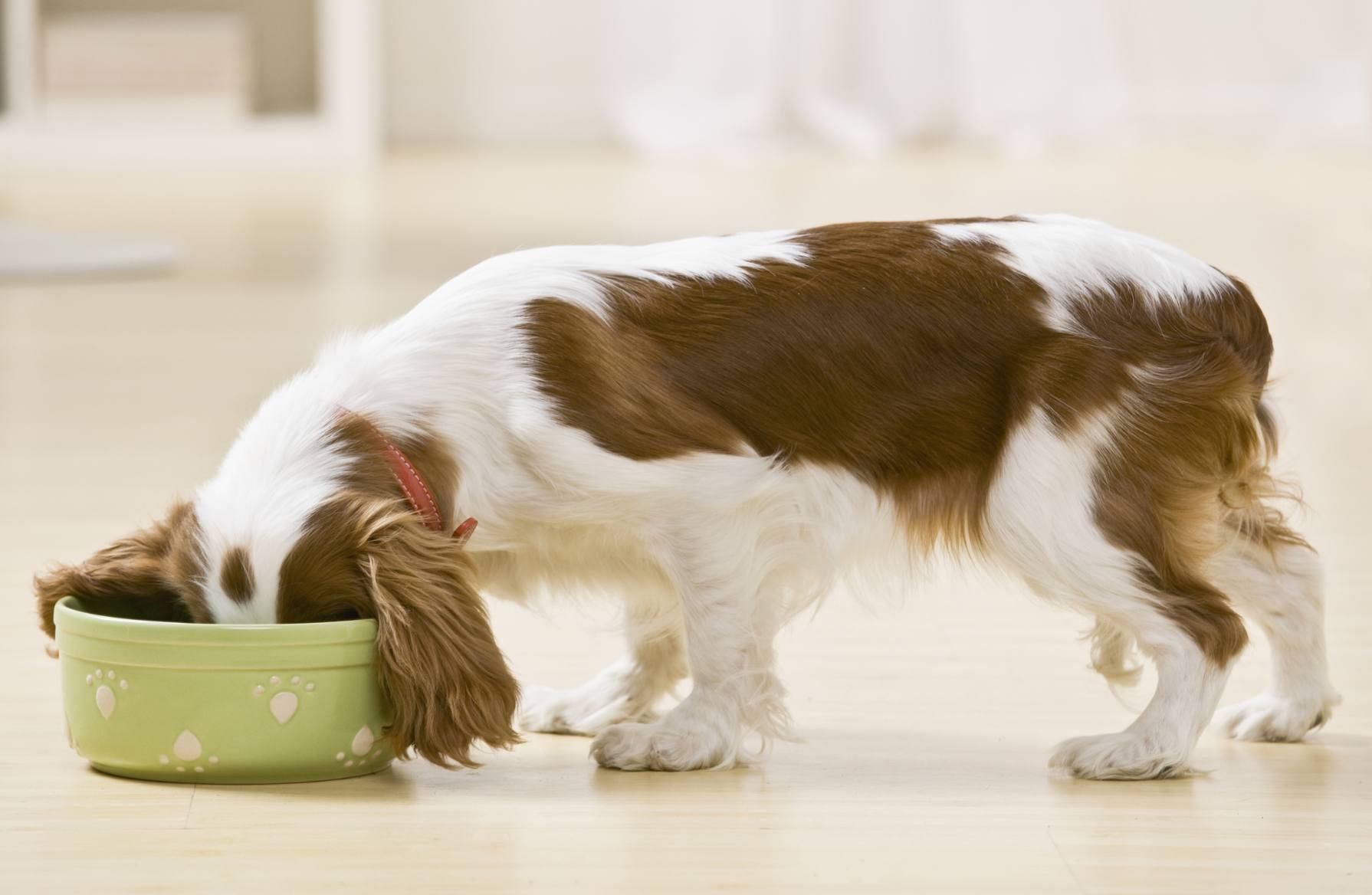 dog eating food buried in food bowl