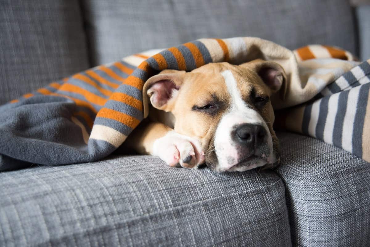 dog napping under blanket on sofa