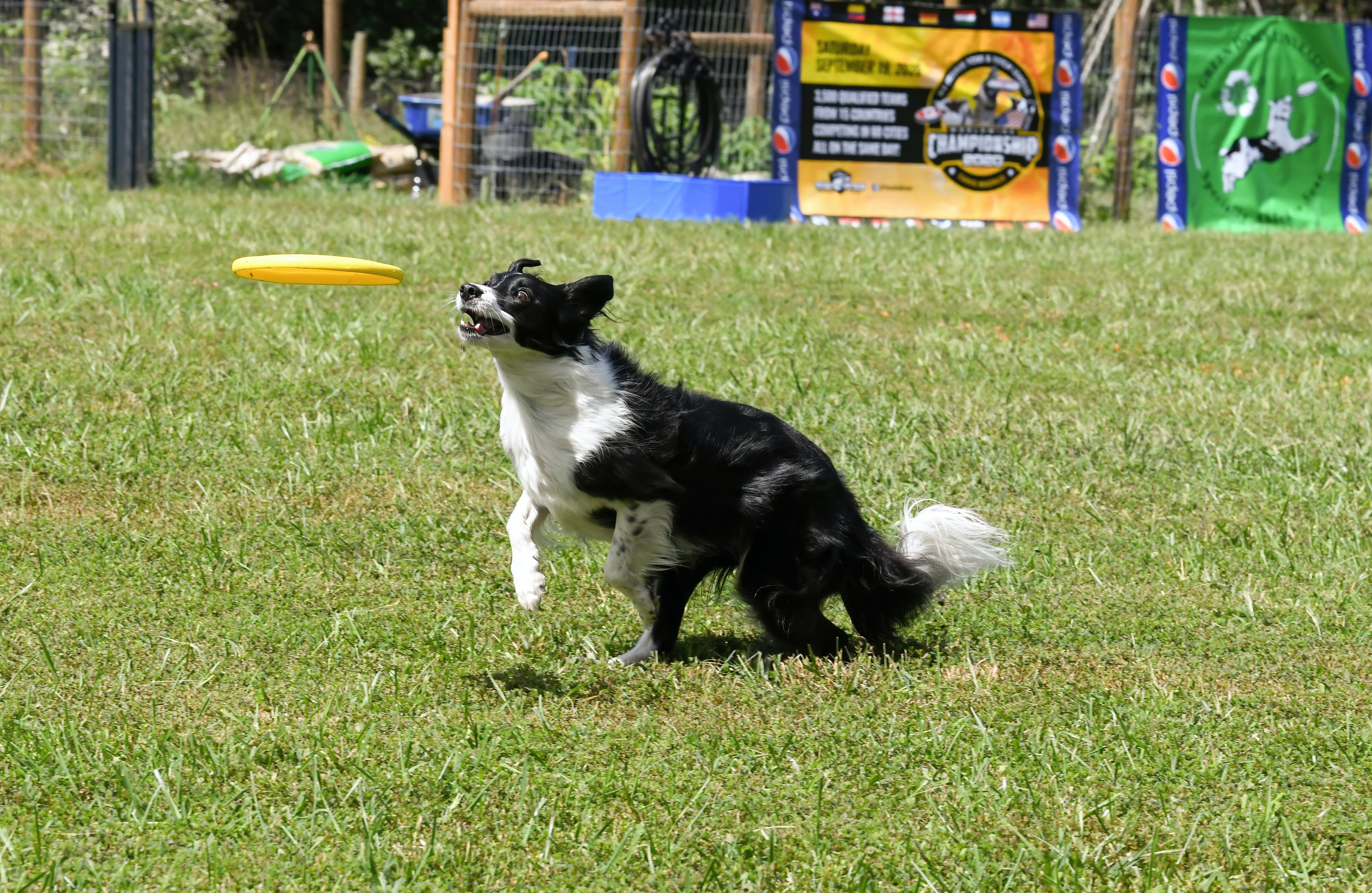 köpeklerde panik atak