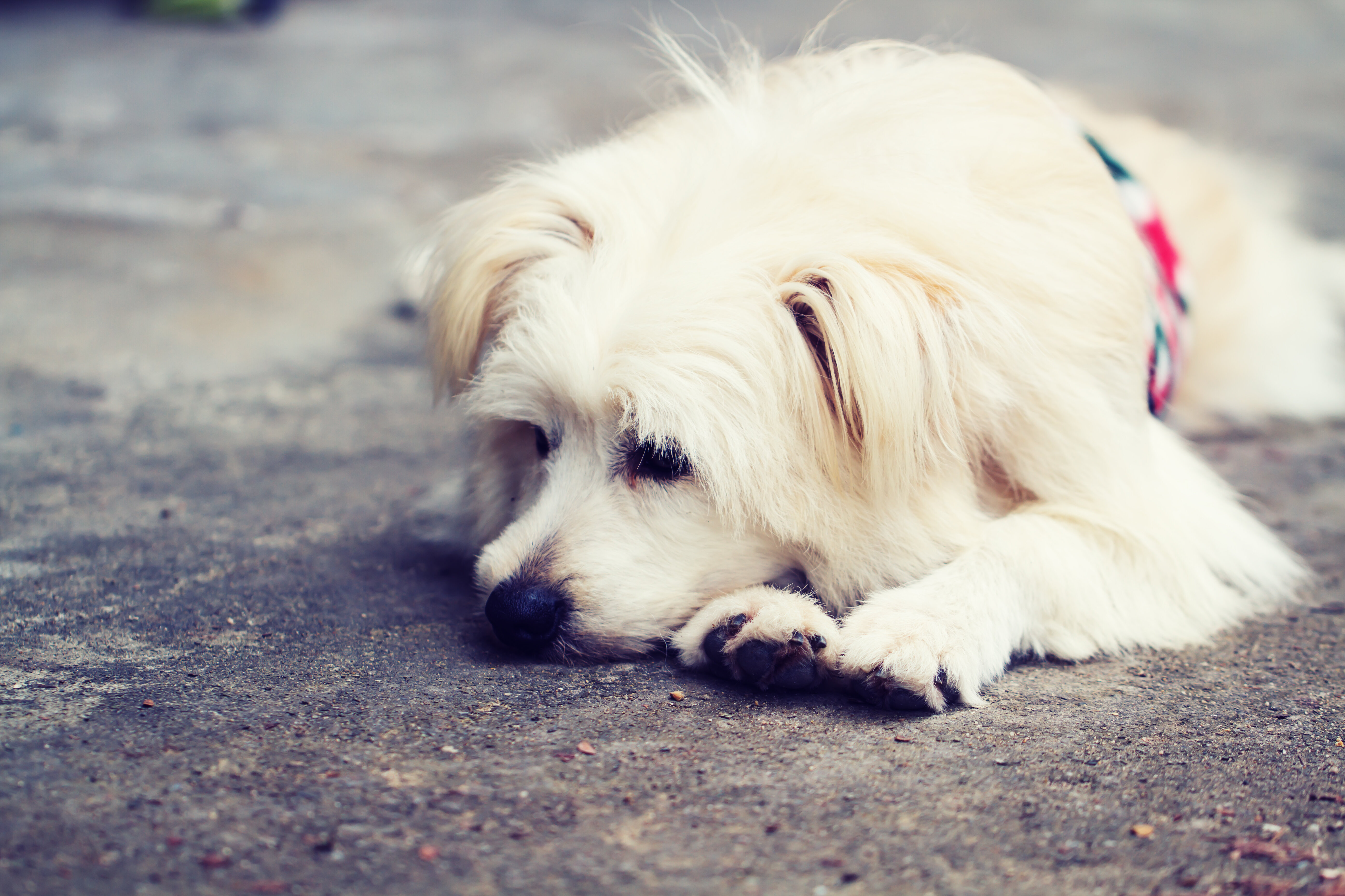 panic attack symptoms in dogs