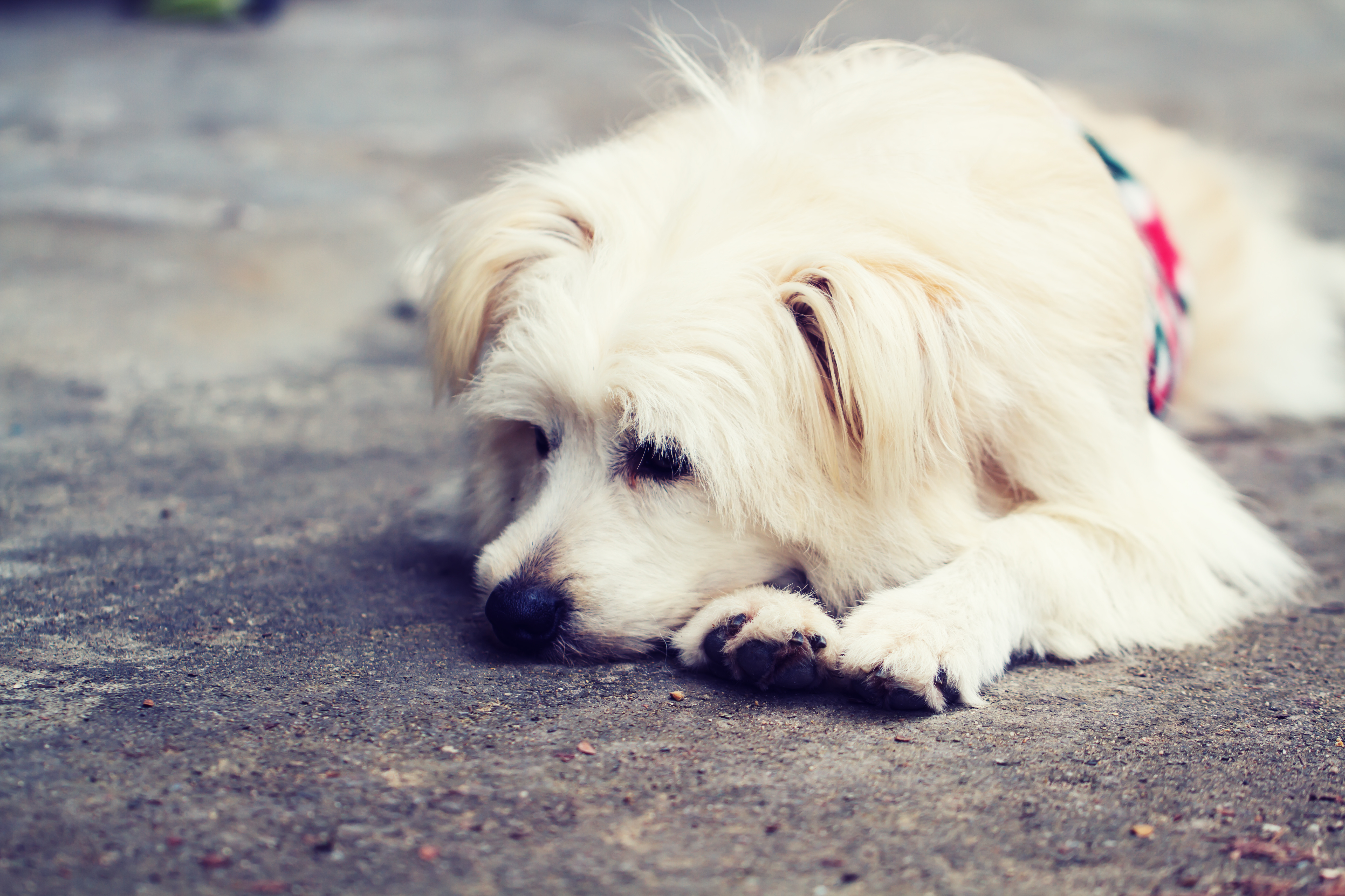 köpeklerde panik atak belirtileri