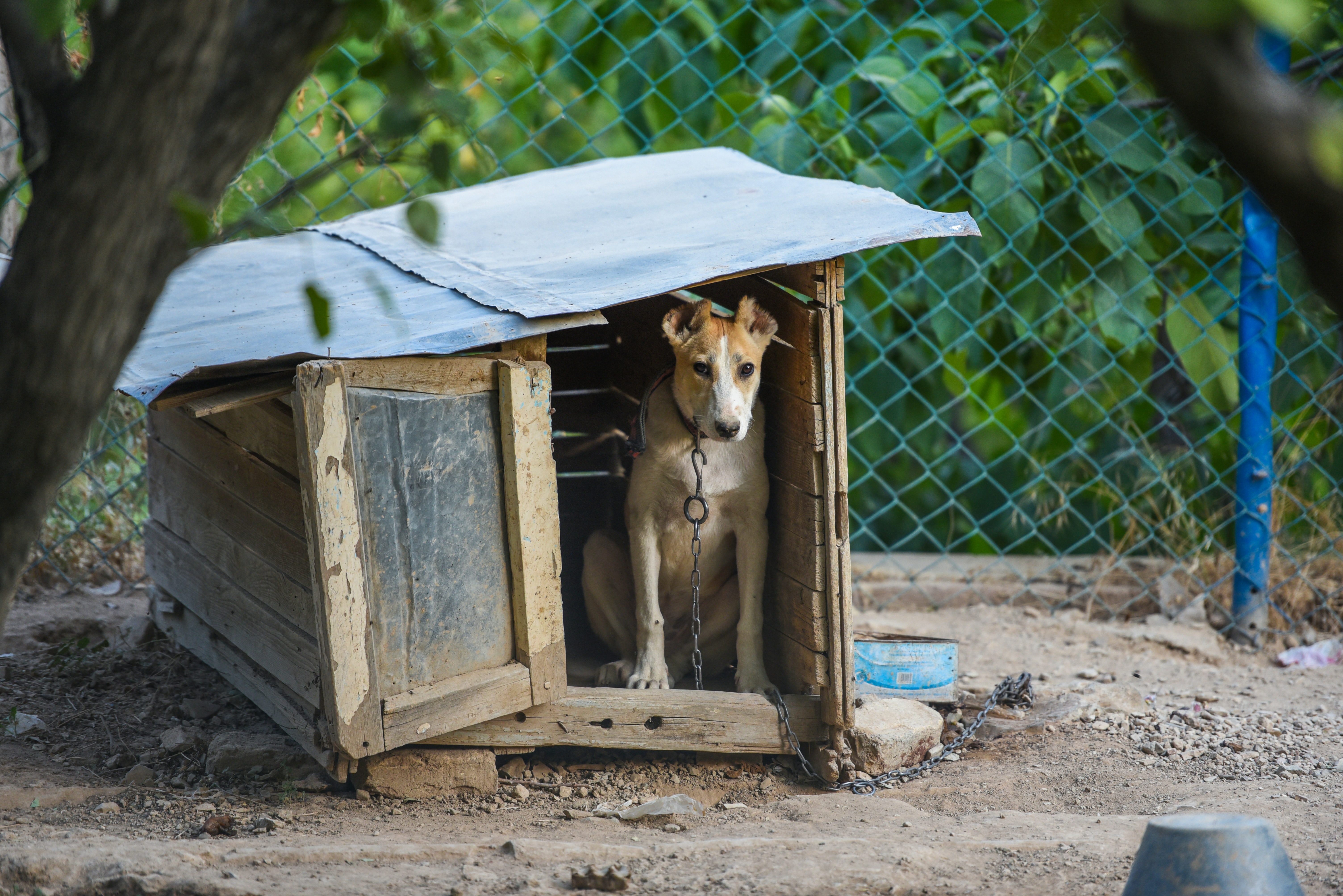 köpeklerde panik atak nedenleri