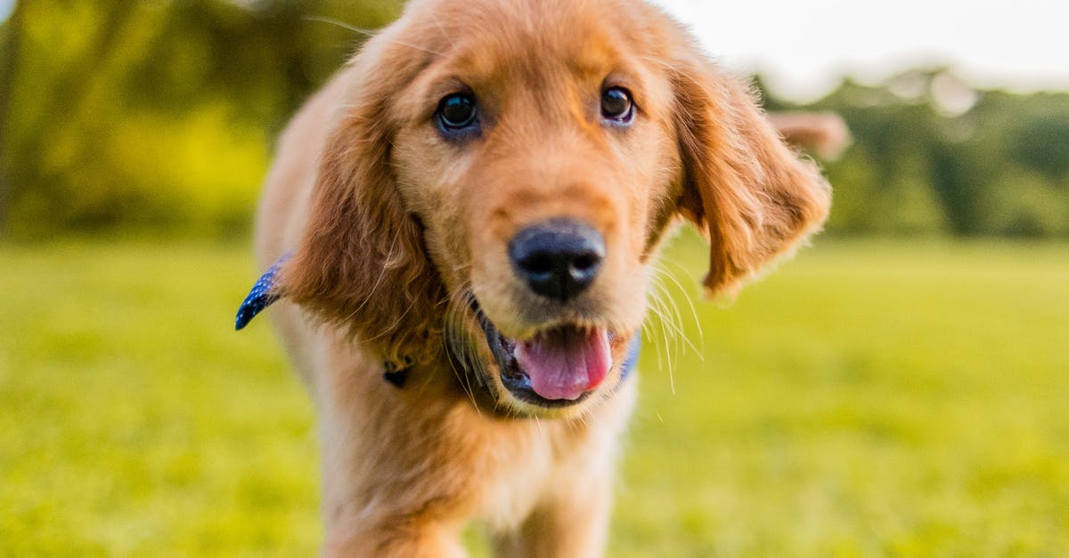 çimlerde gezen köpek