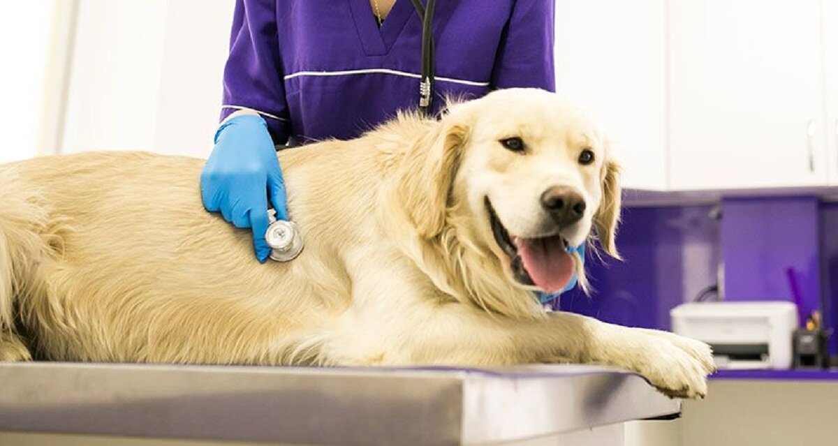 veteriner hekim tarafından muayene edilen köpek
