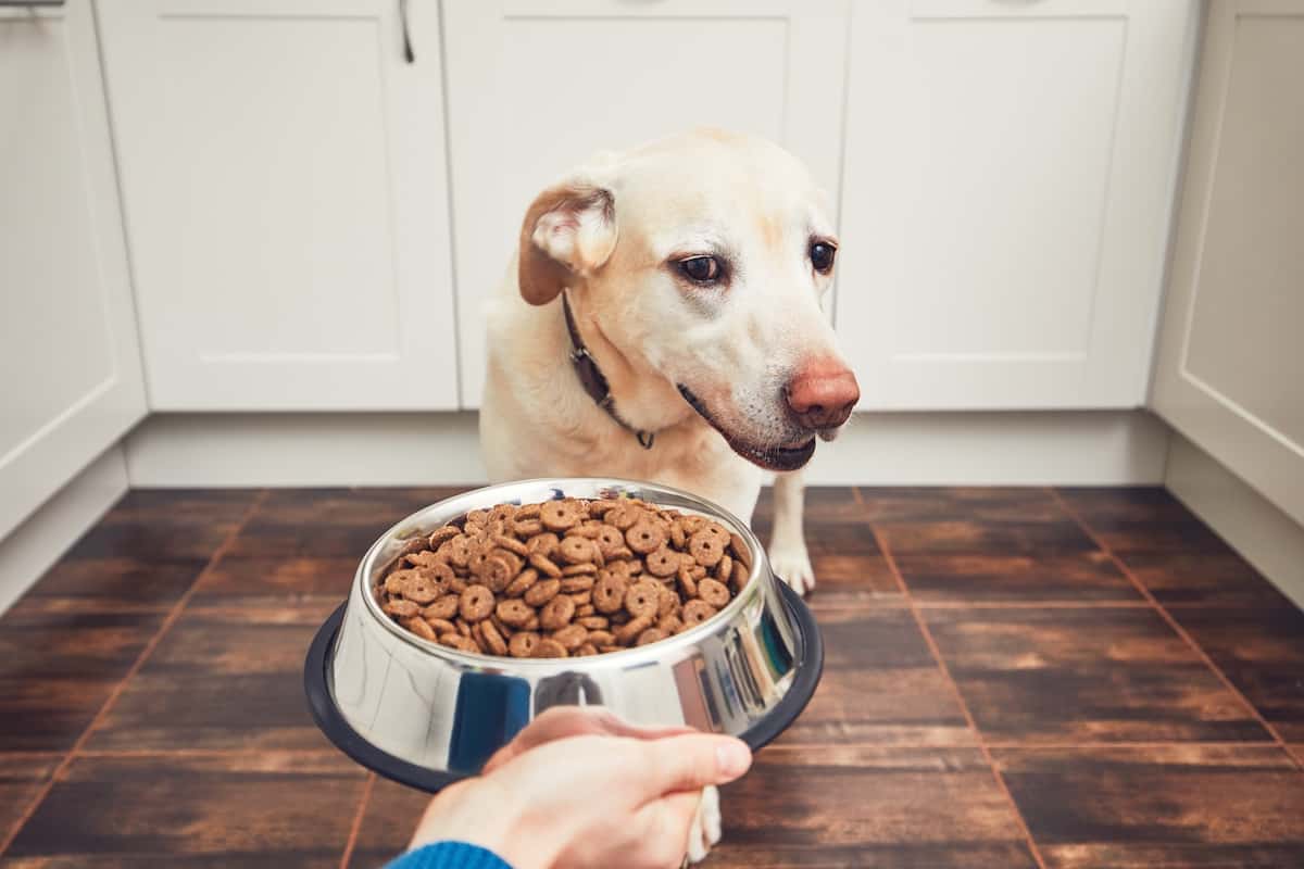 dog looking after food