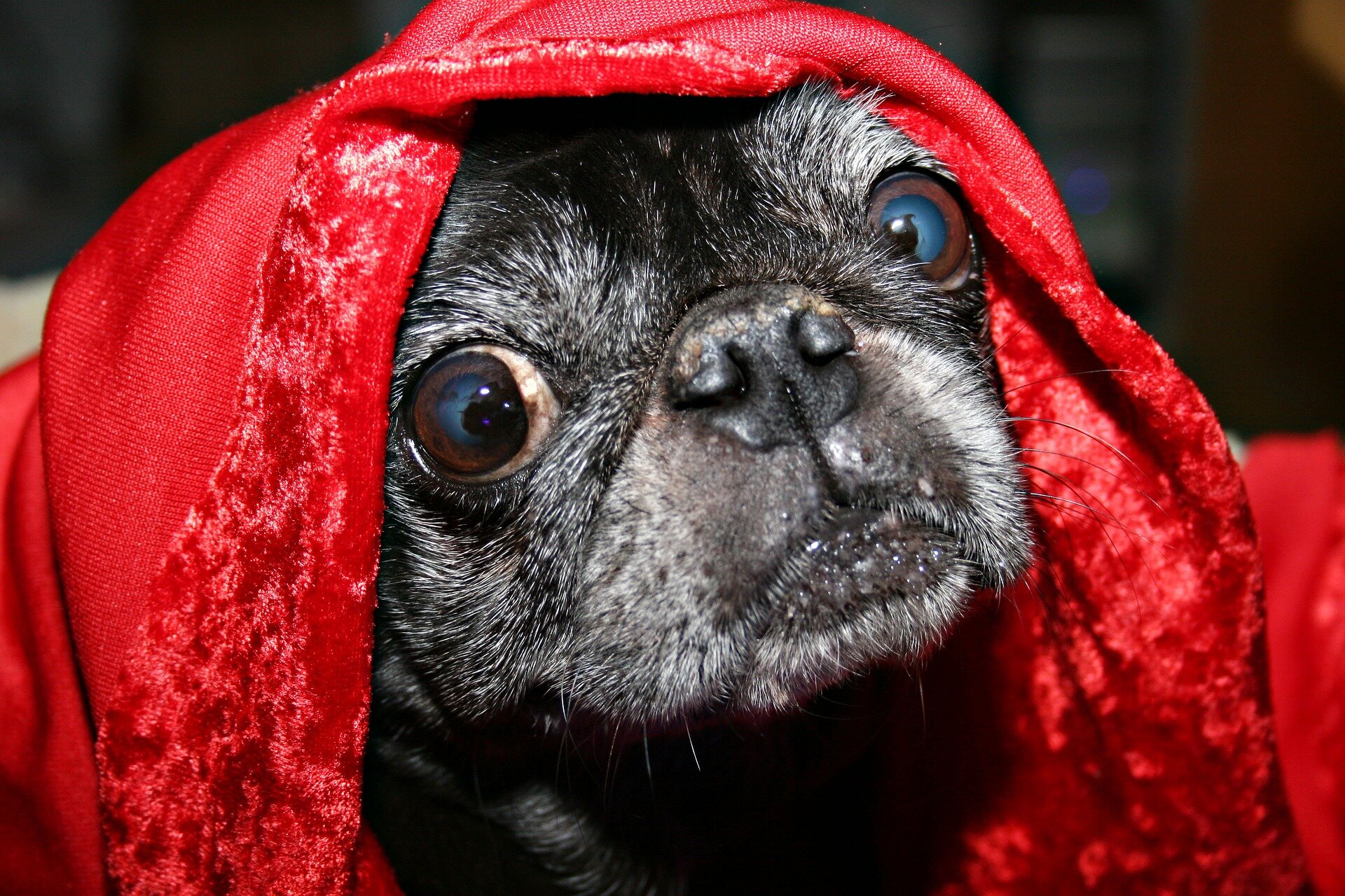 Pug under red cover