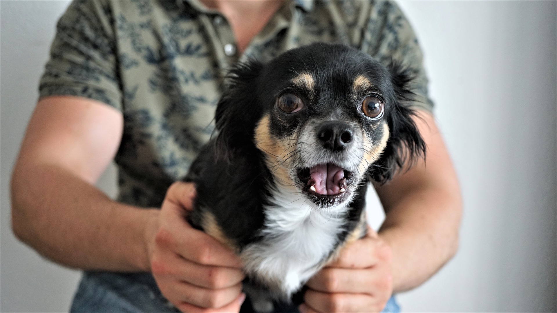 şaşırmış ve korkmuş küçük ırk köpek