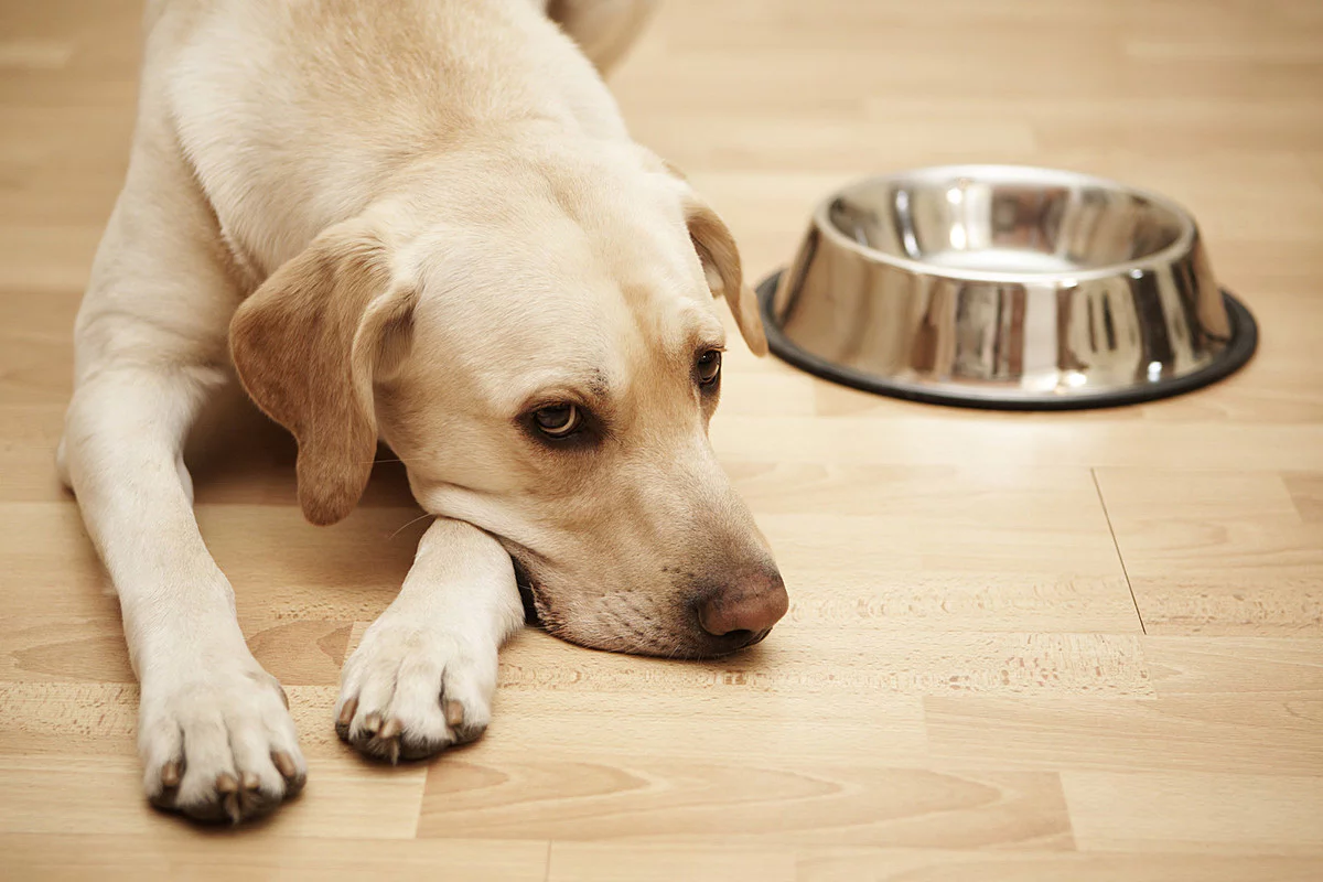 unhappy dog ​​lying next to food plate