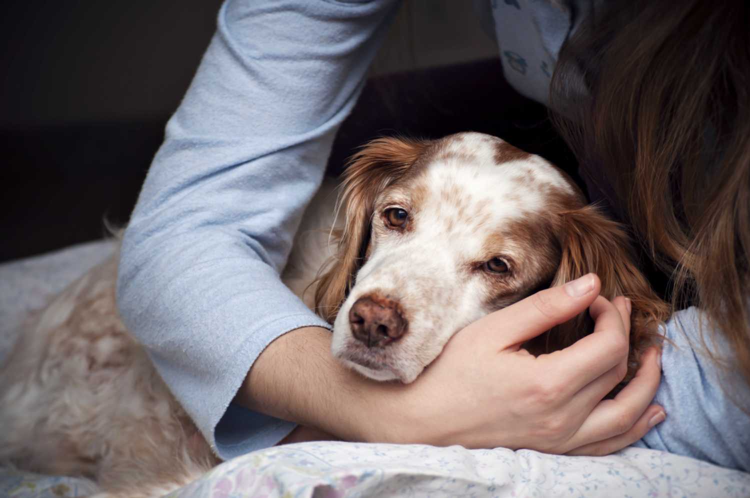 sahibinin kucağına yatmış köpek