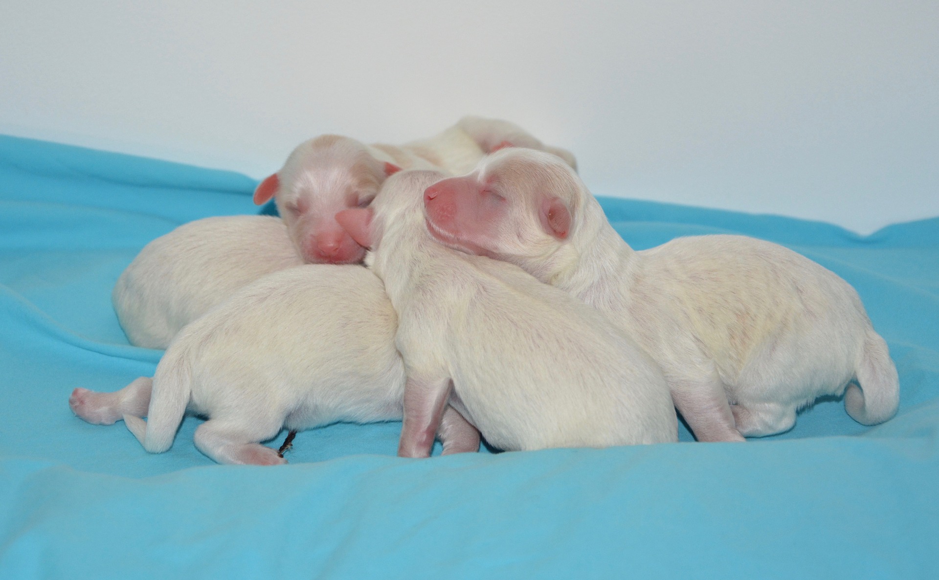 mavi örtü üzerinde yeni doğmuş gözleri kapalı köpek yavruları