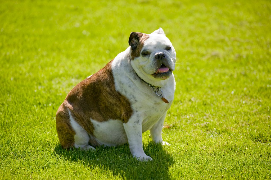 çimlerde oturan şişman bulldog cinsi köpek