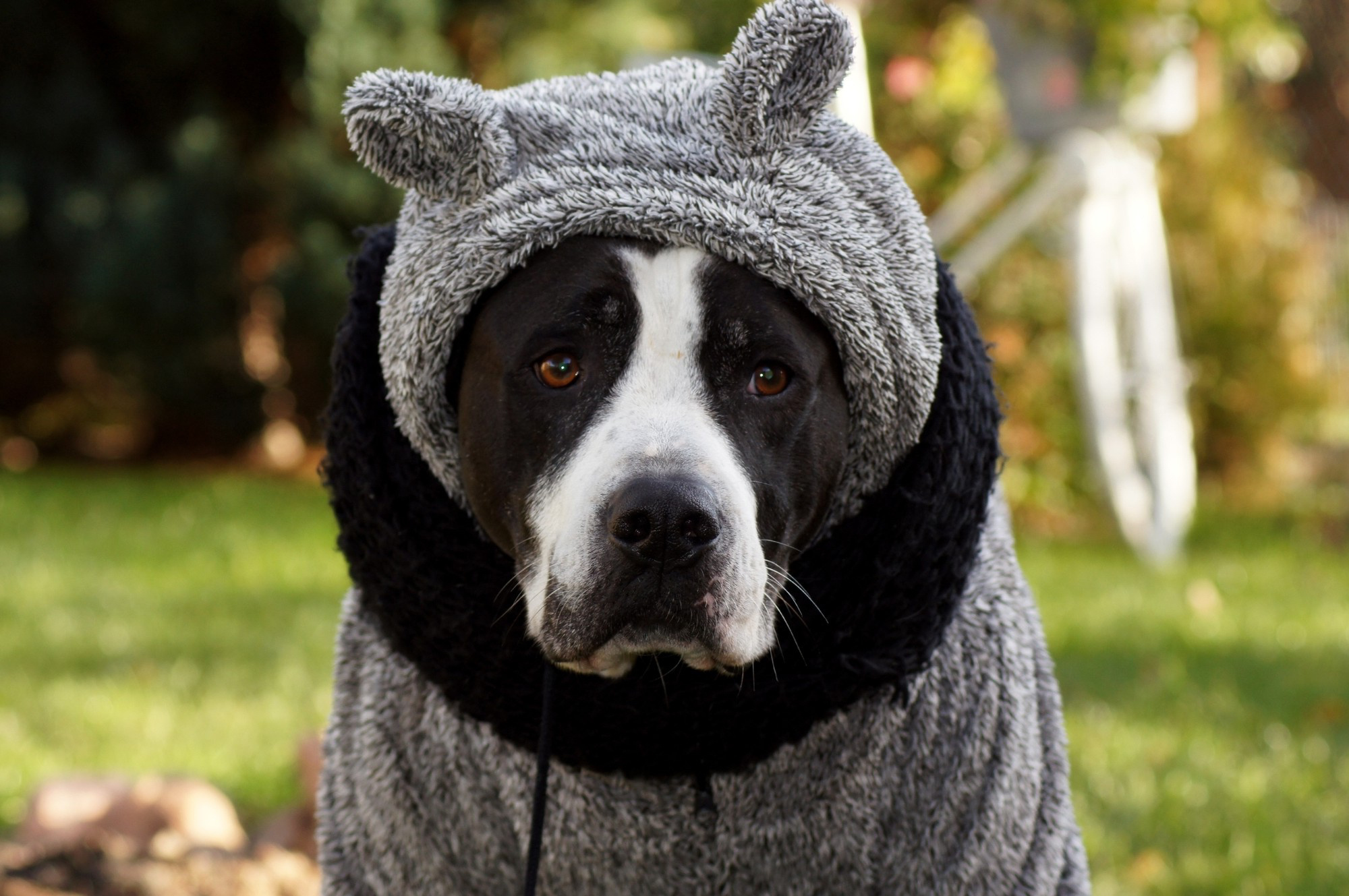 köpeklerde soğuk algınlığı belirtileri