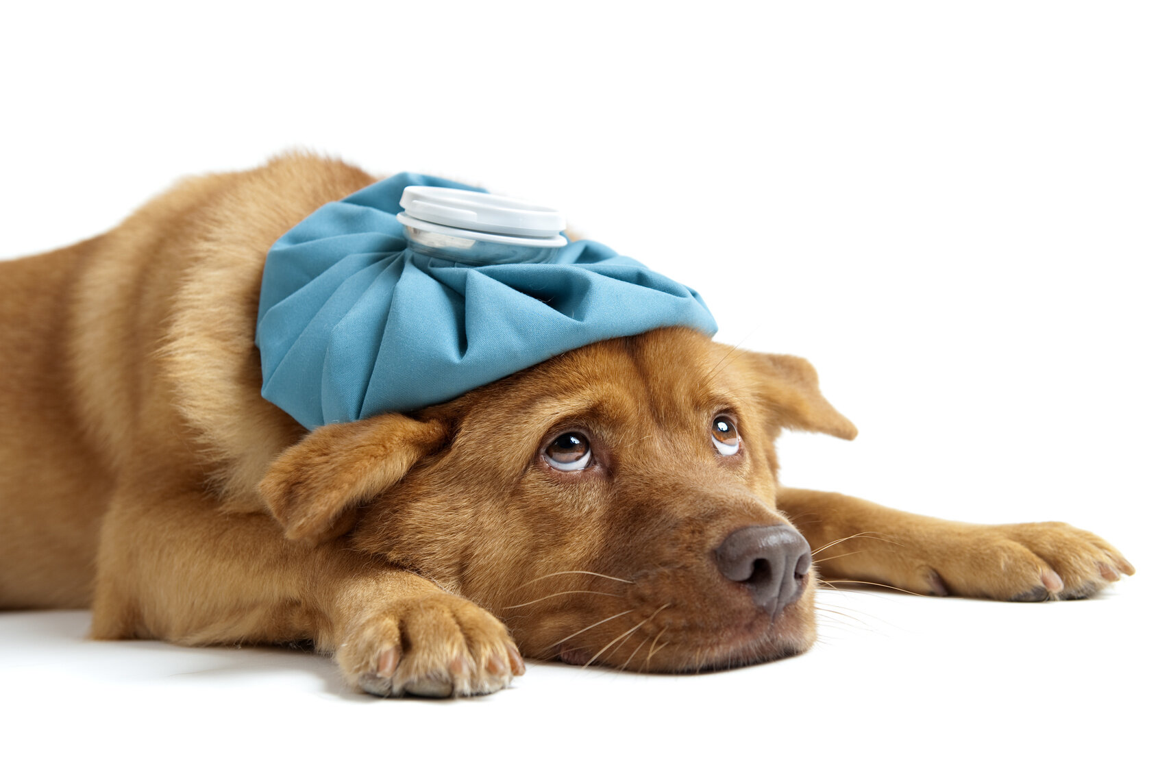 treatment for colds in dogs