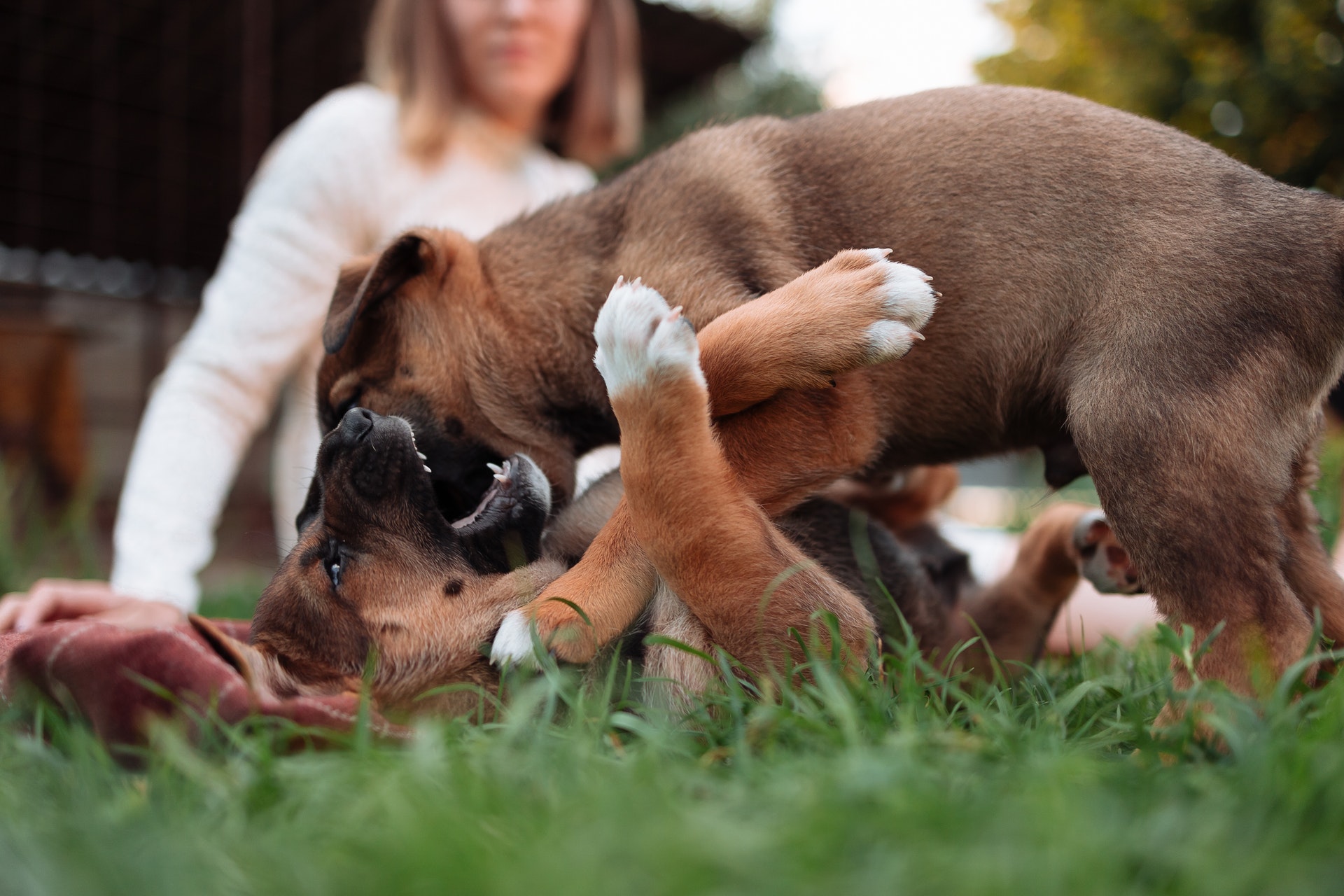 çimlerde oyun oynayan yavru köpekler