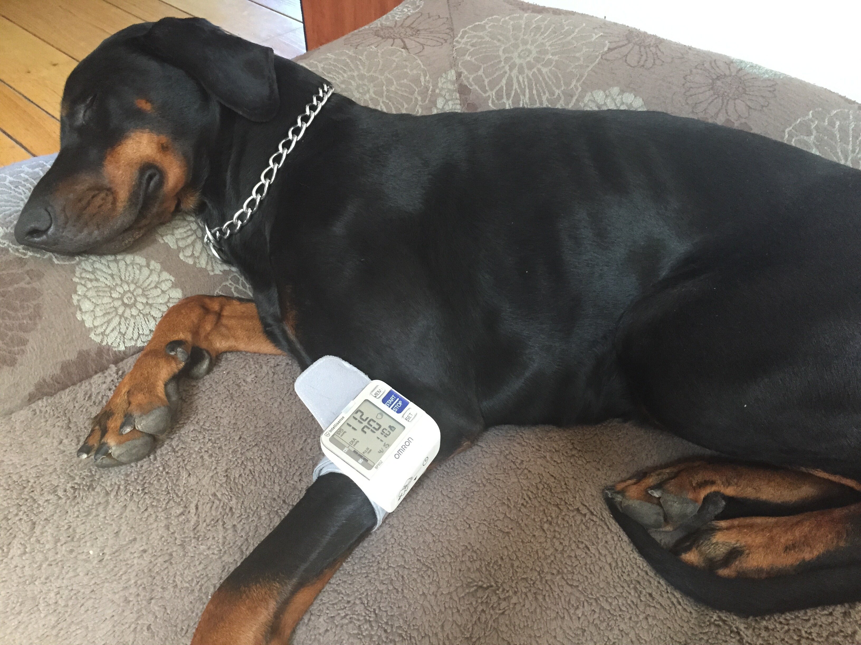 dog blood pressure measured on sofa