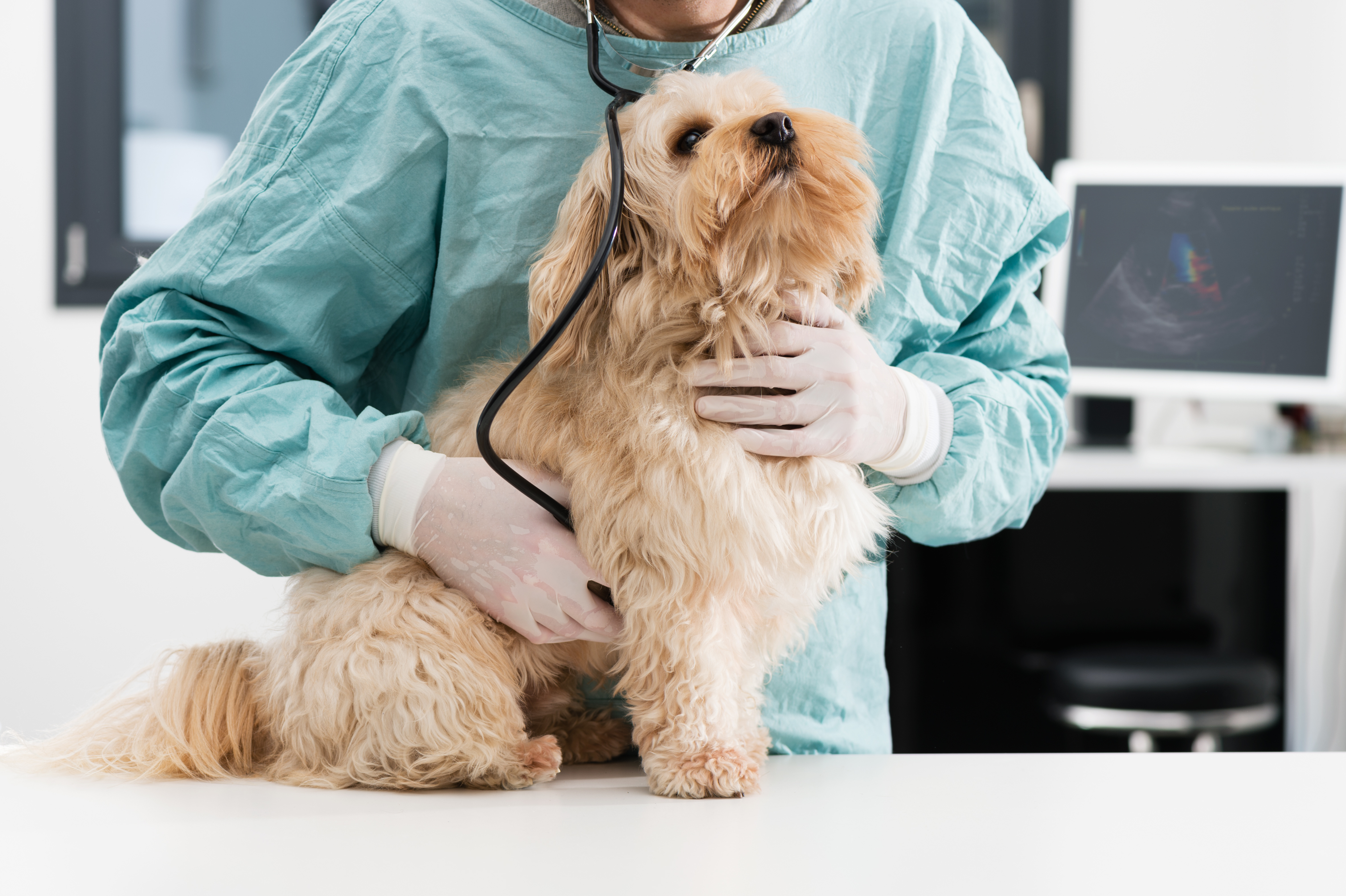 veteriner hekim tarafından muayene edilen köpek