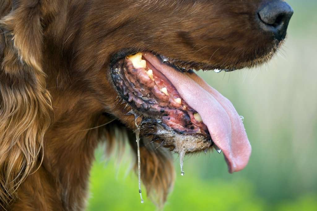 salyası akan kahverengi köpek