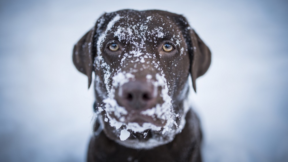 yüzünde kar olan kahverengi köpek