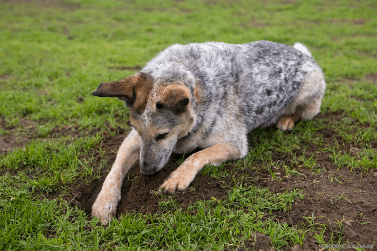 eşelenen köpek