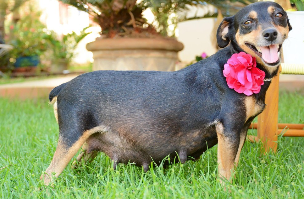 çiçekli tasması olan köpek