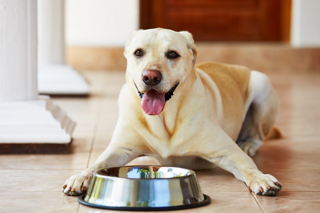 Labrador Retriever dog sitting in front of empty food door