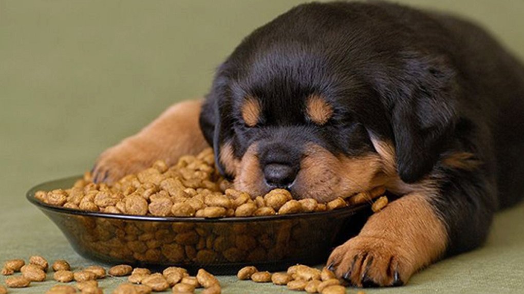 Rottweiler puppy sleeping on food