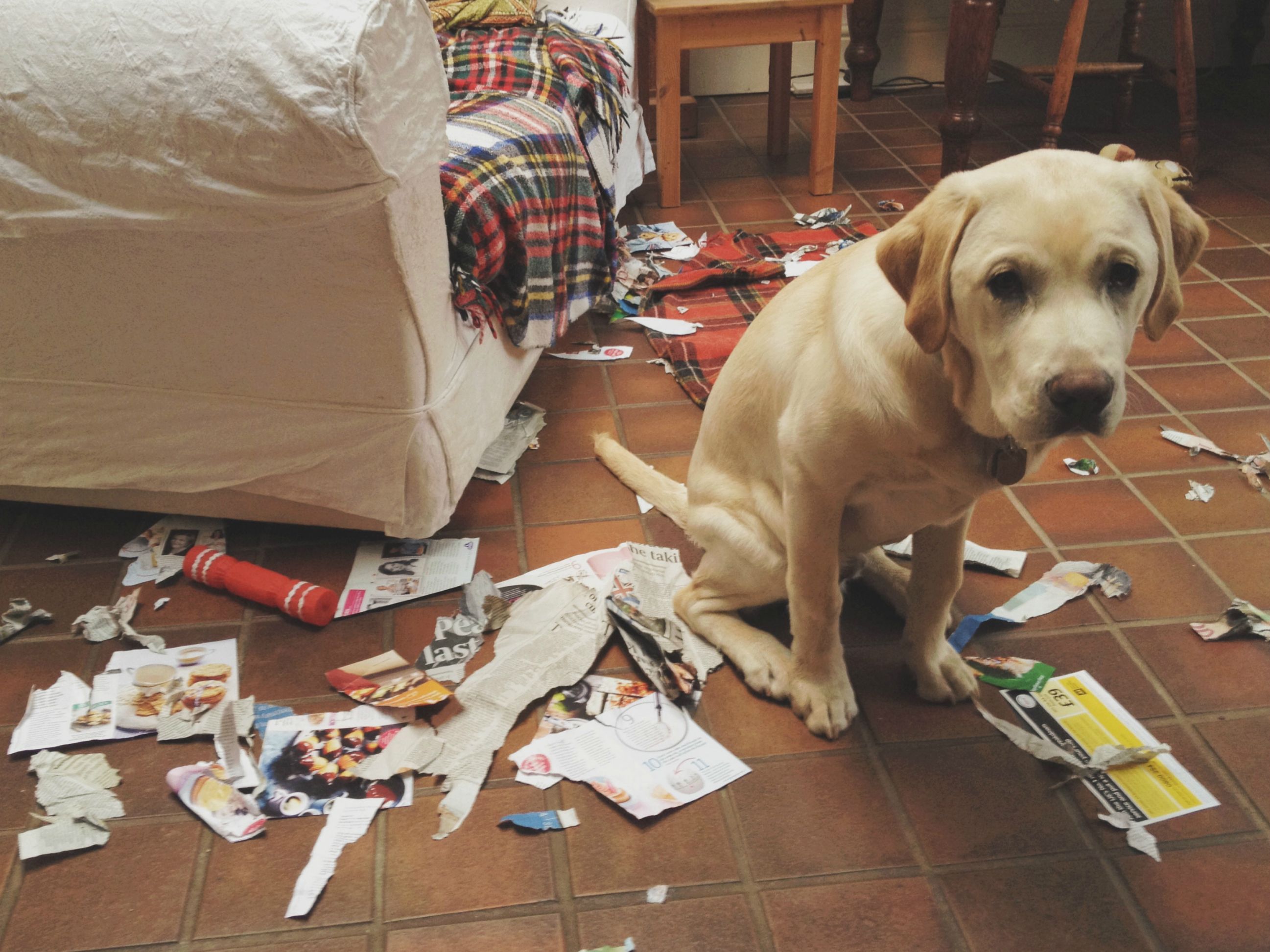 evde eşyaları parçalamış köpek