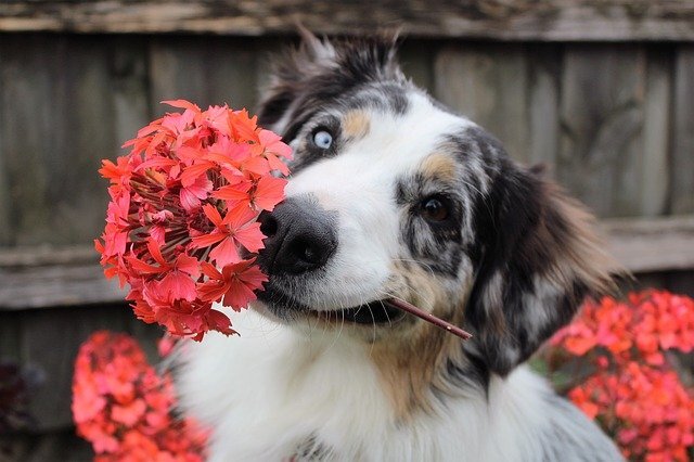 ağzında kırmızı çiçek tutan köpek
