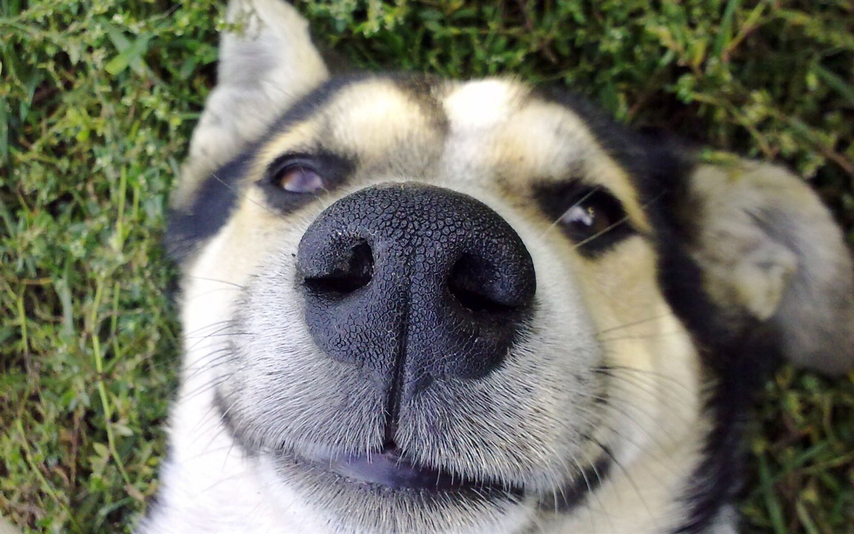 sırtüstü yatmış siyah burunlu köpek