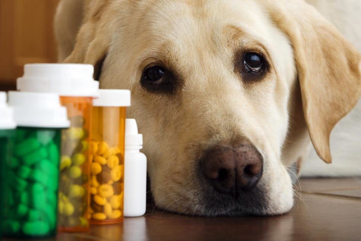dog lying next to pills