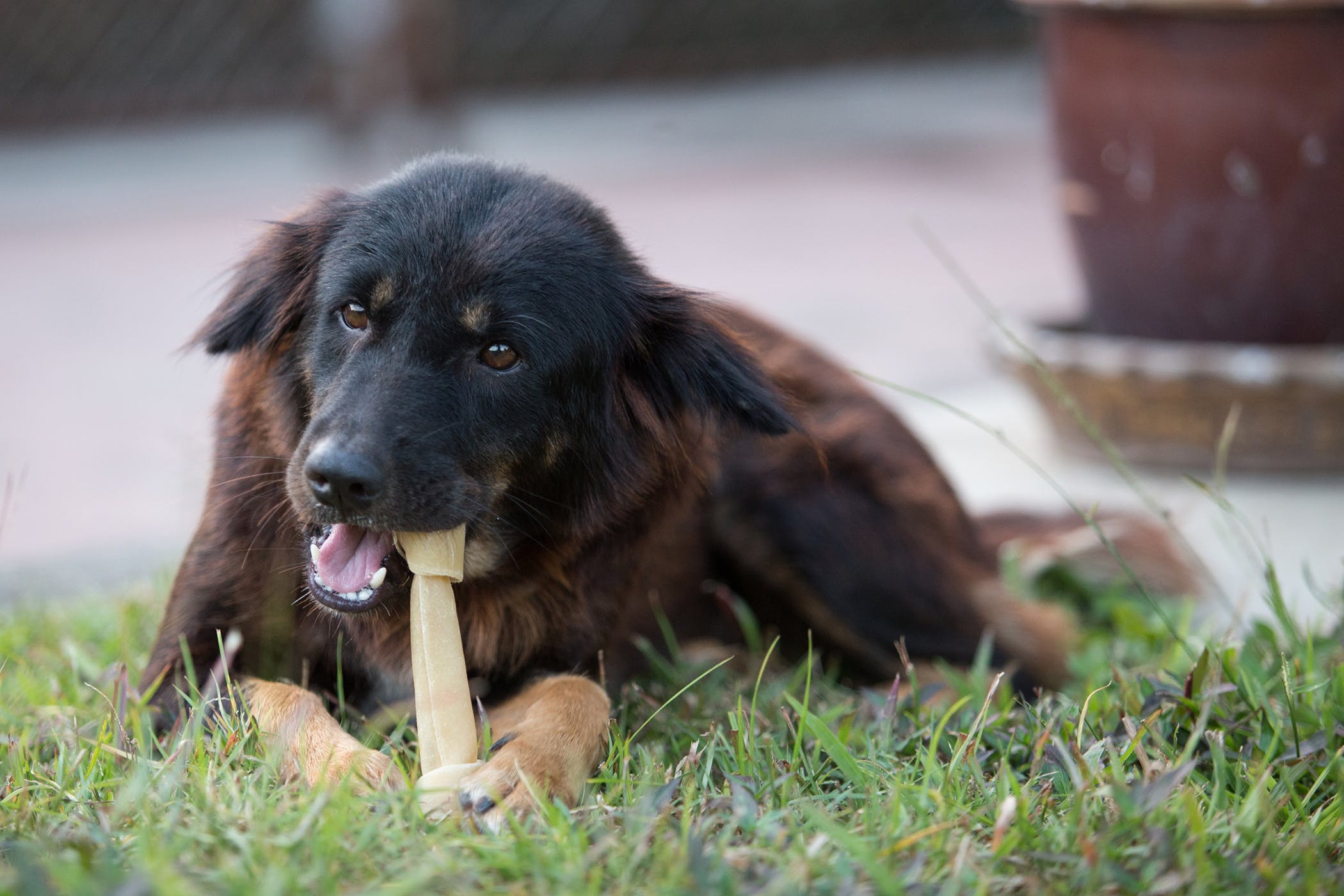 dog playing with chewing bone