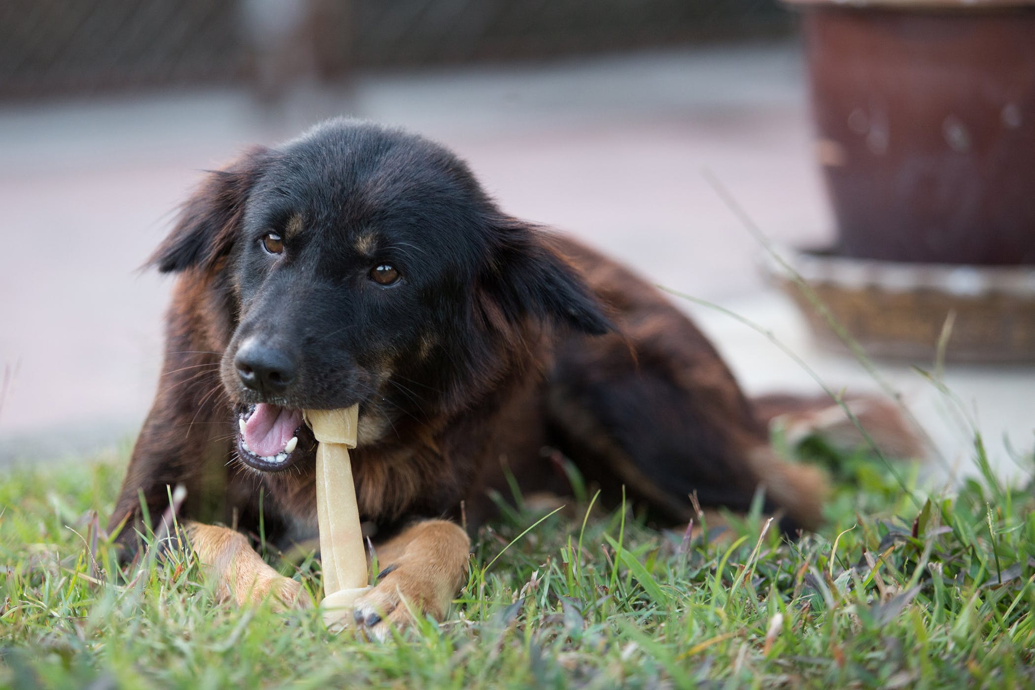 çiğneme kemiği ile oynayan köpek