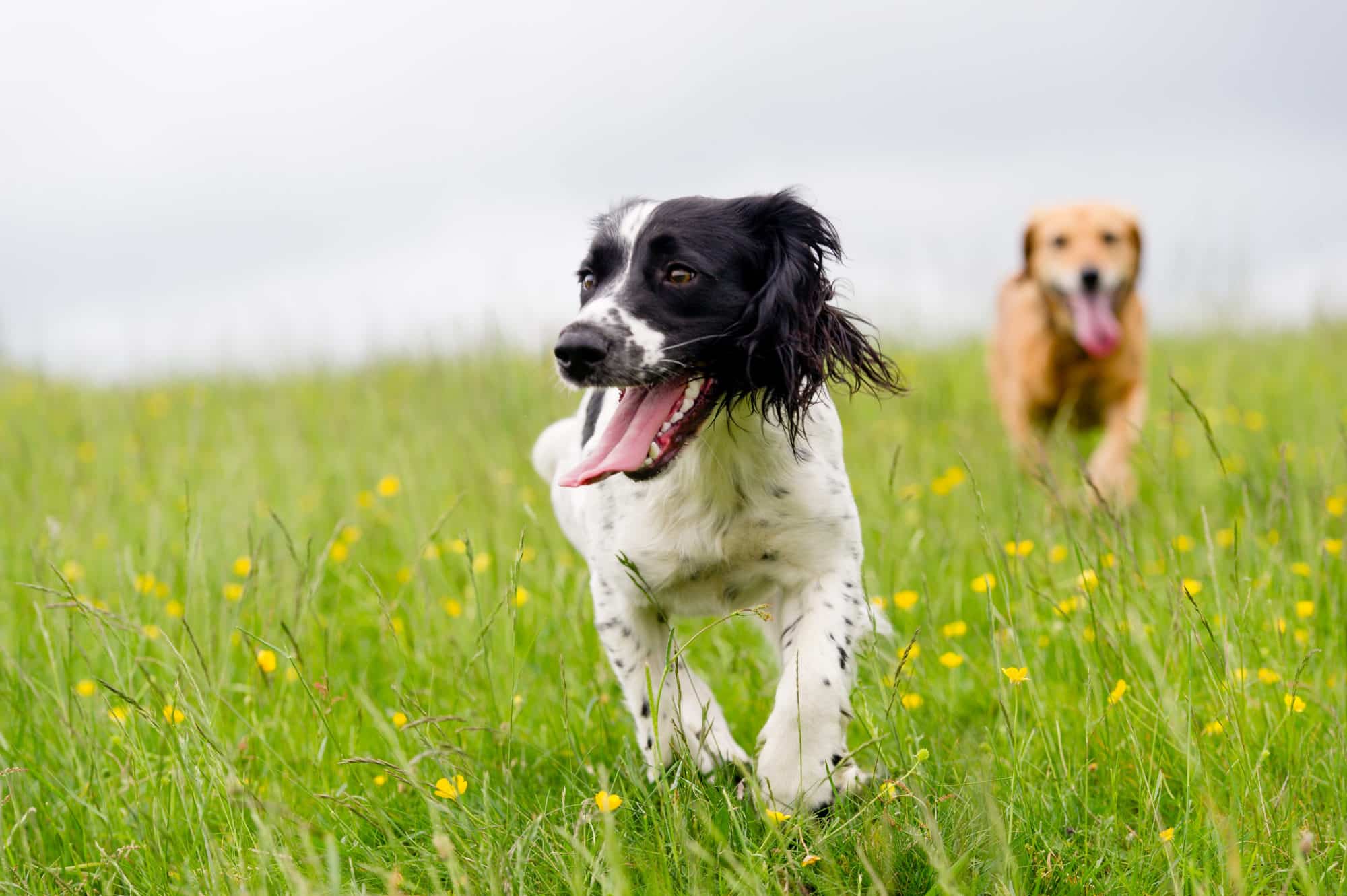 two dogs running in the meadow