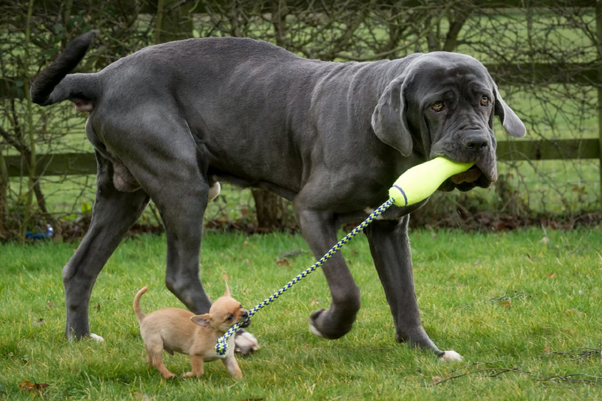large and small breed dog playing with toy
