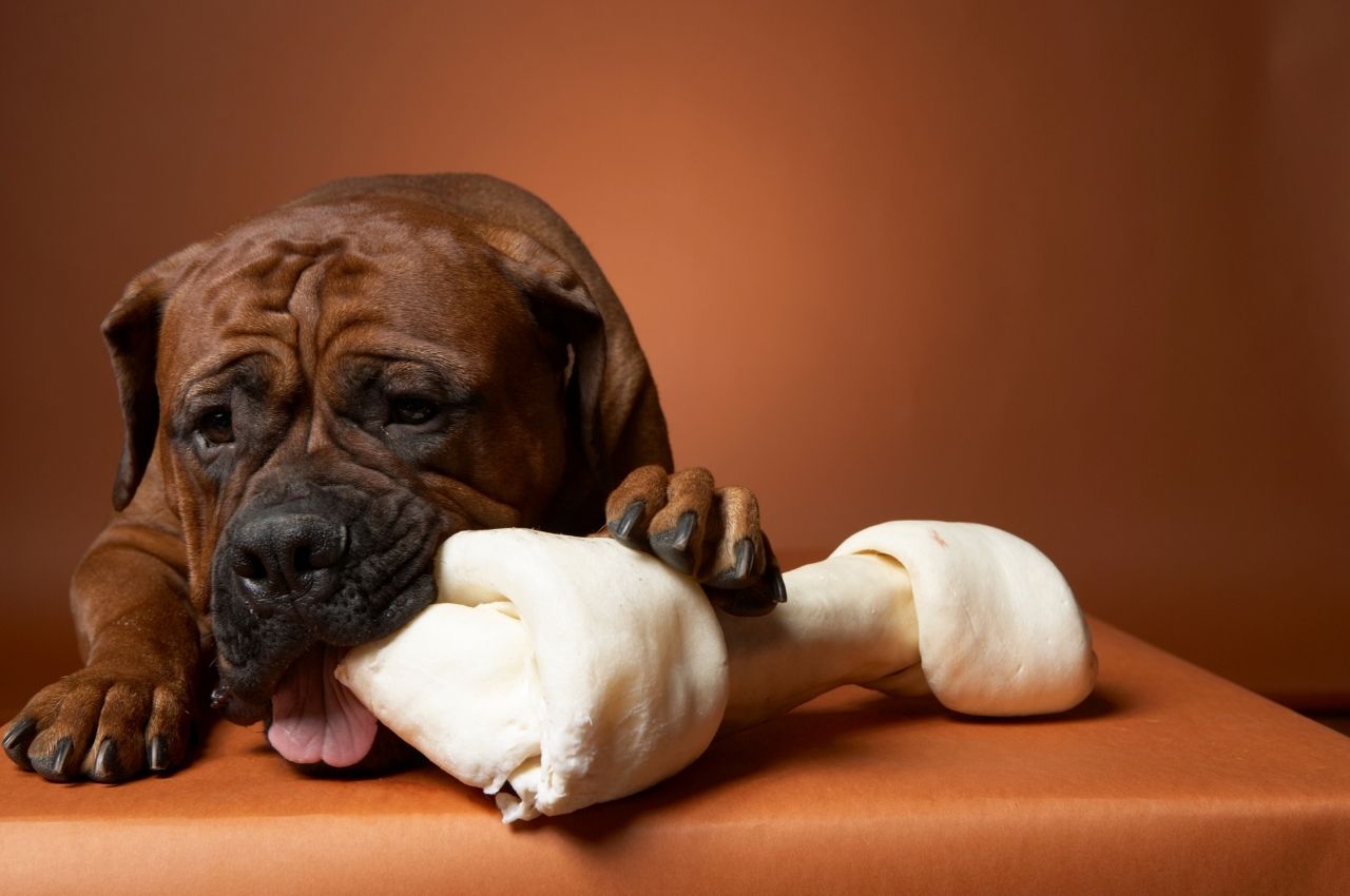 dog lying down with giant bone toy