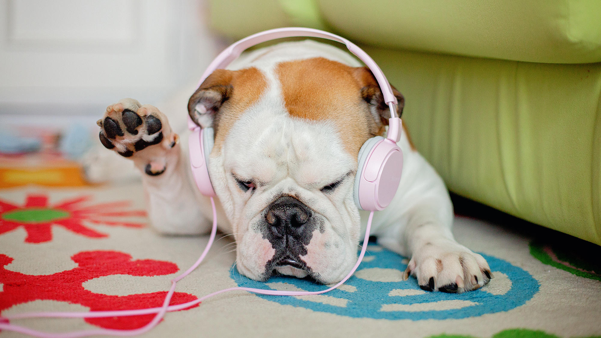 renkli halıda yatarak müzik dinleyen köpek