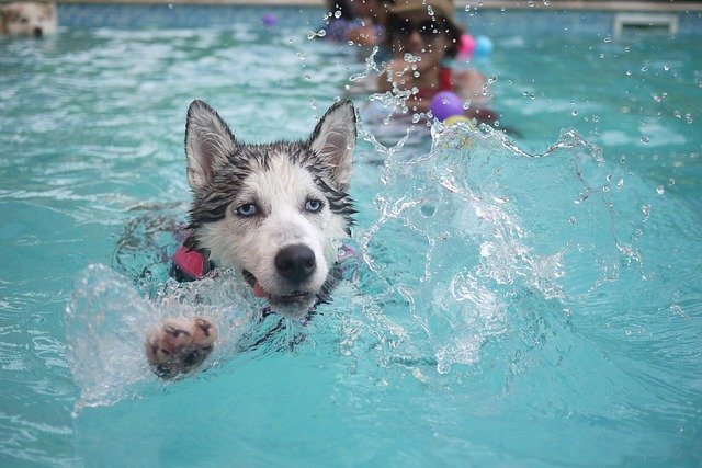 Husky puppy in the pool