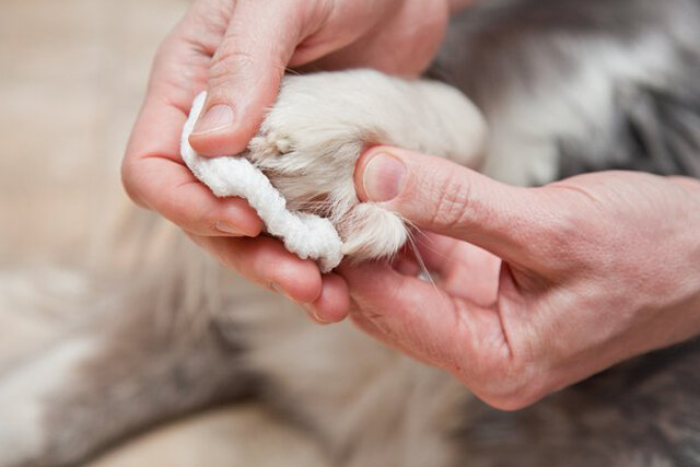 person looking at dog's paws