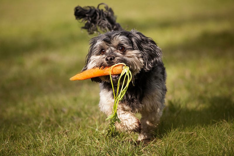 little dog running with a carrot in his mouth