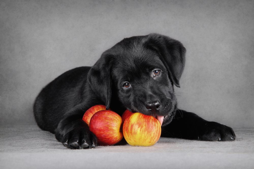 elma yemeye çalışan yavru köpek