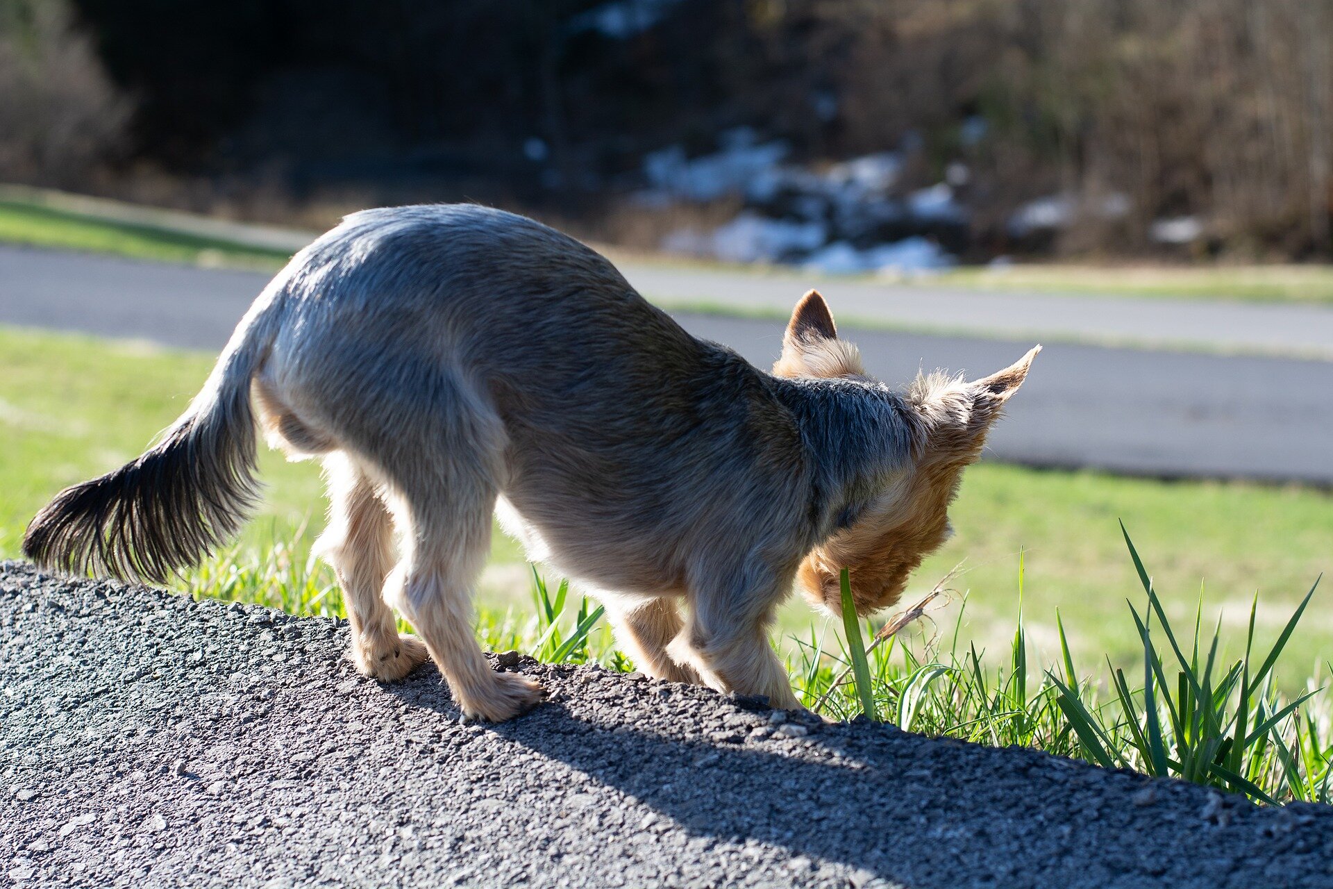 small breed dog eating roadside grass